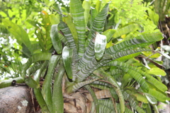 Aechmea chantinii