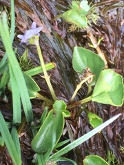 Viola palustris