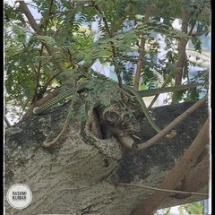 Chrysopelea paradisi