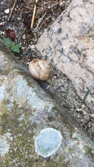 Eobania vermiculata