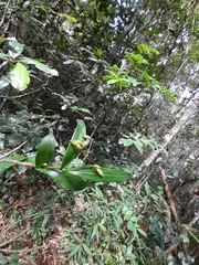 Polystachya fusiformis