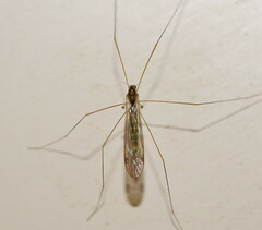 Tipulomorpha