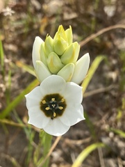 Ornithogalum