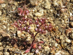 Chorizanthe leptotheca