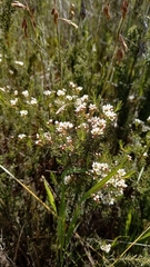 Diosma