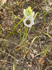 Ornithogalum