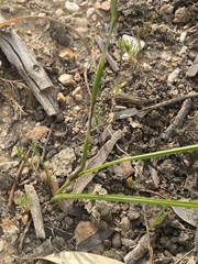 Ornithogalum