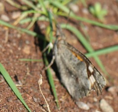 Libythea