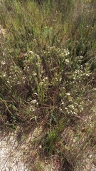 Diosma