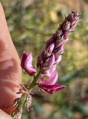 Indigofera amoena