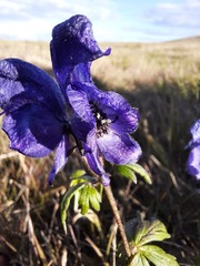Aconitum paskoi
