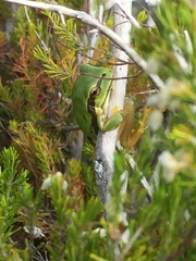 Hyla molleri