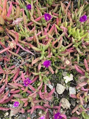 Disphyma crassifolium