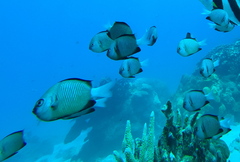 Dascyllus reticulatus