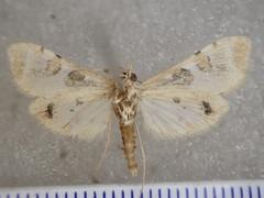 Leucinodes cordalis