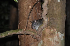 Uromys caudimaculatus