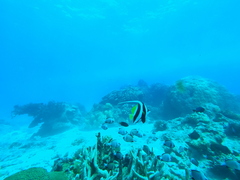 Heniochus acuminatus