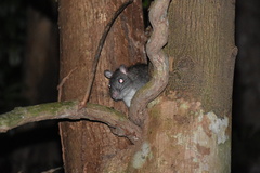 Uromys caudimaculatus