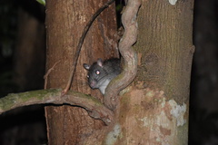 Uromys caudimaculatus