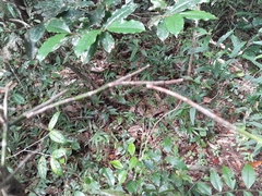 Polystachya fusiformis