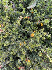 Pultenaea pedunculata
