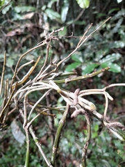 Polystachya fusiformis