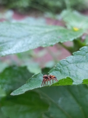 Carrhotus viduus