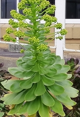 Aeonium aureum