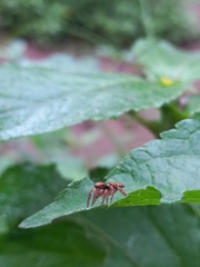 Carrhotus viduus