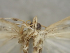 Leucinodes cordalis