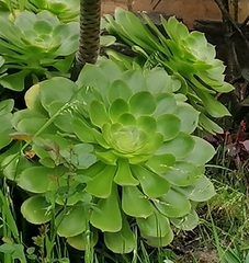 Aeonium aureum