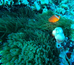 Amphiprion barberi