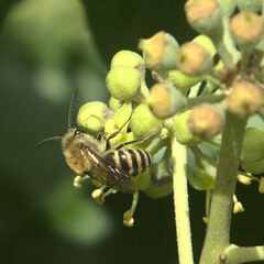 Colletes hederae
