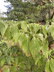 Cornus florida