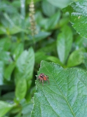 Carrhotus viduus