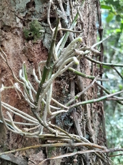 Polystachya fusiformis