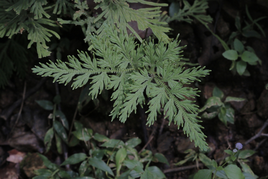 Selaginella ostenfeldii (Selaginella ostenfeldii)