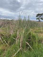 Typha orientalis