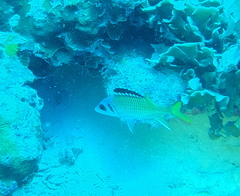 Neoniphon opercularis