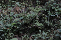 Selaginella ostenfeldii