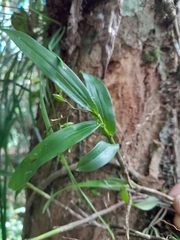 Polystachya fusiformis