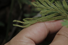 Selaginella ostenfeldii