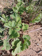 Pelargonium radulifolium