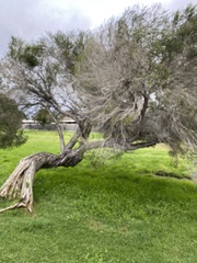 Melaleuca lanceolata