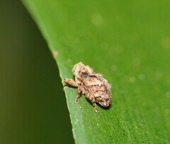 Cryptorhynchini