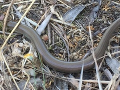 Chalcides striatus