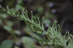 Selaginella ostenfeldii