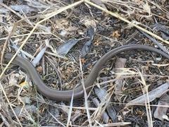 Chalcides striatus