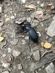 Carabus purpurascens