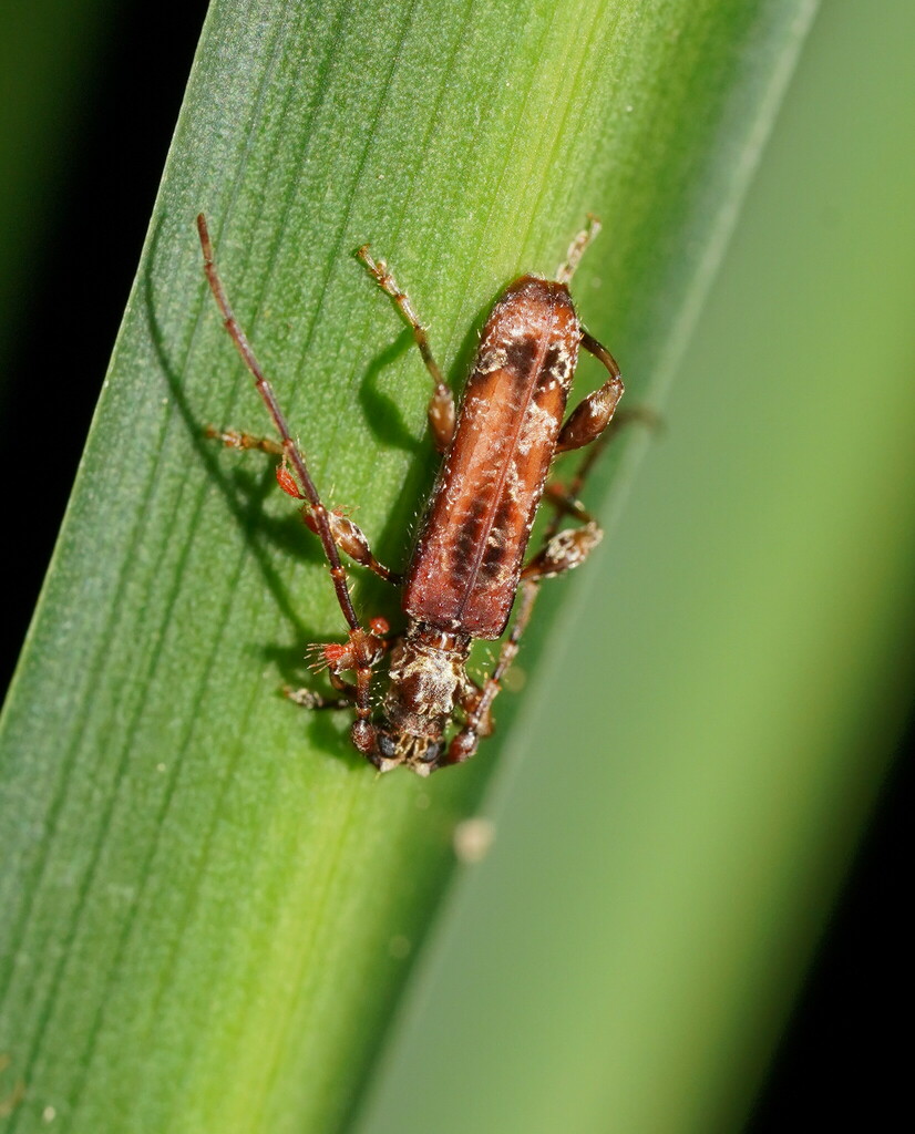 Tessaromma